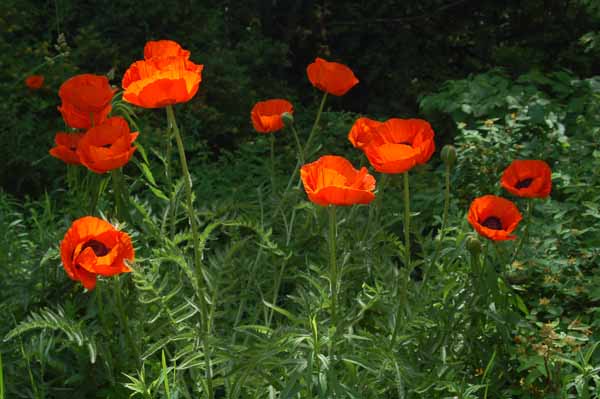 poppies grow wild and in many of the gardens in this area